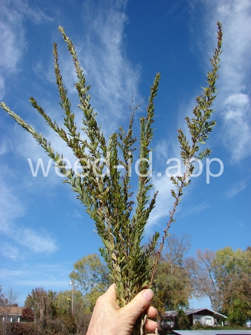 lespedeza, sericea